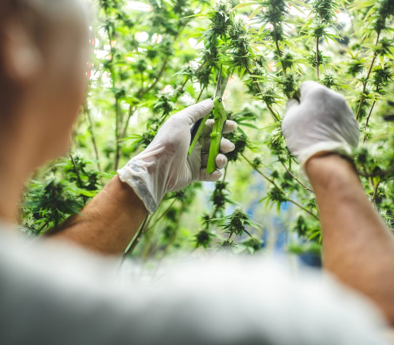 scientist checking on organic cannabis hemp plants in a weed greenhouse. Concept of legalization herbal for alternative medicine with CBD oil, commercial Pharmaceptical medicine business industry